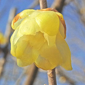マンゲツロウバイの花 - 