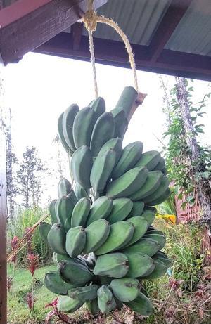 バナナ&#127820;収穫 - Nature Care Hawaii