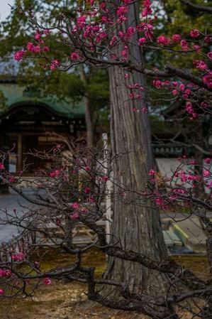 智積院～咲き始めの梅② - 鏡花水月