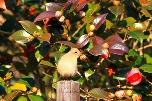 花鳥風月に遊ぶ。vol.6 - 君がいた風景