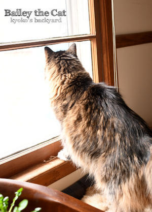 家の中からご近所猫に威嚇 - Kyoko's Backyard　～アメリカで田舎暮らし～