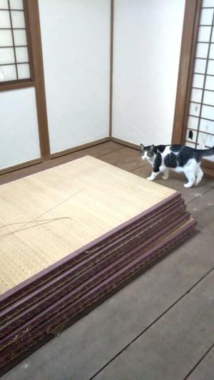 古い畳をはがすと猫が大喜び ～和室リノベ 3～ - 日々ニコニコ