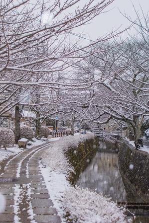 哲学の道～雪景色 - 鏡花水月