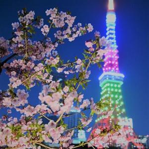 東京タワーと河津桜 ～プリンス芝公園～ - 雲母（ＫＩＲＡ）の舟に乗って