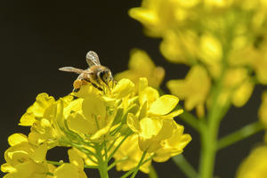 菜の花と蜜蜂 - やきとりブログ