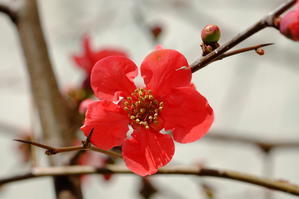 ボケ（木瓜）の花 - きまぐれ爺、京都　Photo Blog