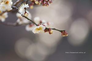 上田市で梅が開花 - 野沢温泉とその周辺いろいろ２