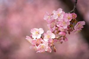 七分咲きの葵桜を愛でる人々 - Soul Eyes