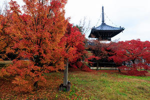 2022紅葉煌めく京都　雨の清凉寺 - 花景色－K.W.C. PhotoBlog