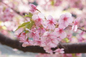 【早咲きの桜】 - モンスーンの食卓日記
