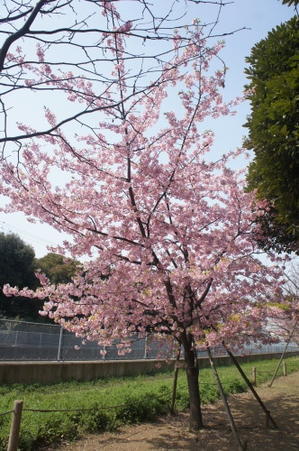 【早咲きの桜】 - 