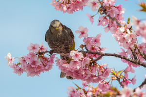 河津桜にヒヨドリ - やきとりブログ