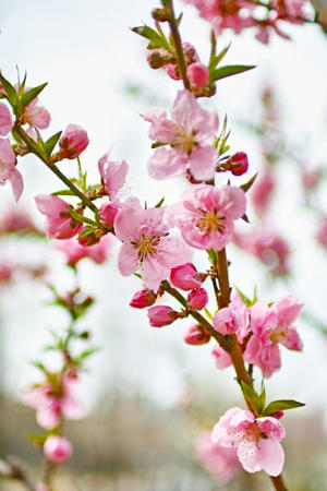 「桃の花」「梅の花」 - 日々の写真