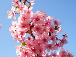 今日は、桜で散歩 - 