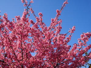 今日は、桜で散歩 - 