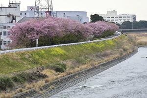 大漁桜Ⅰ - バリ島大好き