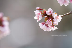 上越市の桜を見てきました。 - 野沢温泉とその周辺いろいろ２