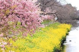 近所の河津桜と菜の花♪ - happy-cafe*vol.2