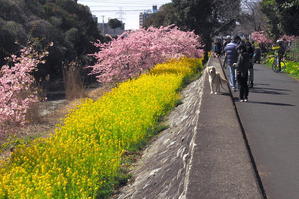 河津桜と菜の花 - 