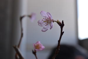 我が家の桜とディップパレス＠中目黒 - 日々のつづきごと