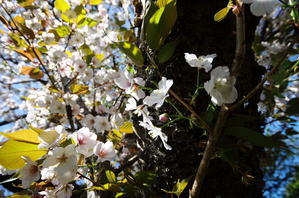 那賀川の春大島桜（二） - 