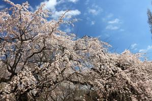 満開の枝垂れ桜 - お散歩写真     O-edo line