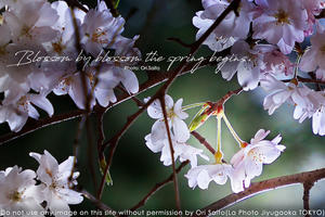 桜への渇望、旧古河庭園。#カメラ　#桜 #東京 #スナップ - さいとうおりのカメラに恋するフォトレッスン