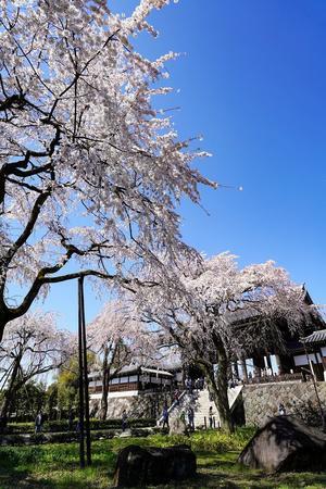 東郷寺の枝垂れ桜2023～③ - 柳に雪折れなし！Ⅱ