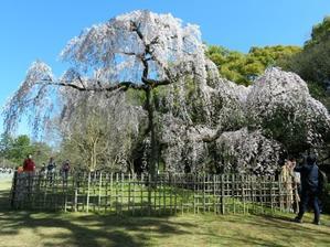 京都御苑と清水寺。さくら、さくら、桜の今昔風景！。 - 京都の骨董&ギャラリー「幾一里のブログ」