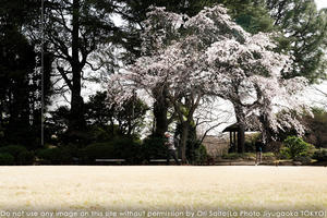 旧古河庭園、流れる桜の中で。@kyufurukawa #カメラ #桜 #東京 #cherryblossom #旧古河邸 - さいとうおりのカメラに恋するフォトレッスン