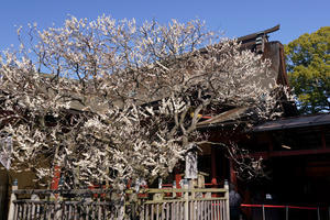 23.03.05：梅の最後は太宰府天満宮で３ - 純さんのスナップショットで四季彩歳