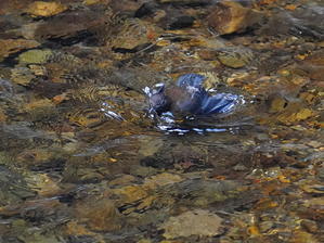 渓流で餌取りを繰り返す！カワガラスは泳ぎの名人　ＨＮＫ - シエロの野鳥観察記録