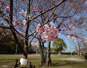 寄贈の桜 - 俳句&写真ブログ