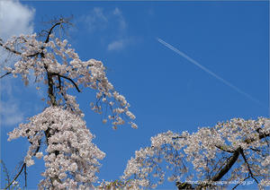 小石川後楽園の桜 - りゅう太のあしあと