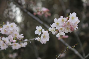 京都府立植物園の桜 - 心のままに