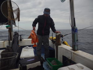 鯛が、多いよーーー。 - 海王流｜鳥取県赤碕の遊漁船「海王丸」