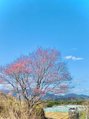 昨日、桜が咲きました。 - ~葡萄と田舎時間~　西田葡萄園のブログ