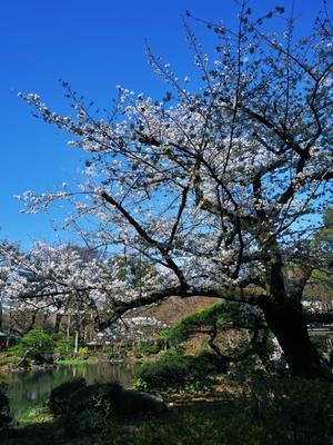 ３月20日の桜 - 月に叢雲　花に嵐