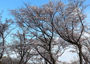横浜市児童遊園地で 桜を楽しむ(2023.03.22) - フランス語と、鎌倉と、私と。。。