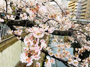 【神田川の桜をお届け】インソース桜リレー2023～全国各地の桜をお届けします - インソース東へ西へ