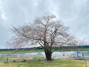 今日の桜 - 狩野川スタッフブログ