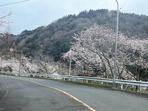 2023年3月23日、吉野川市山川町「山川トンネル」の桜♪ - すえドンのフォト日記