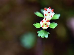 奥多摩方面の花と野鳥観察 - 野の花山の花ウォッチング in 奥多摩