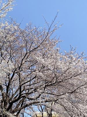 満開の桜と門前仲町のどら焼き - ハッピーショコラ ぷらす にゃんこ