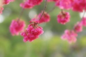 寒緋桜 - 四季の草花に魅せられて。