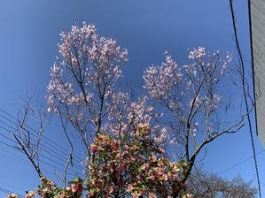 一番先に咲く　桜 - ごまめのつぶやき