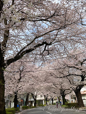 桜満開 - のんびりちくちく