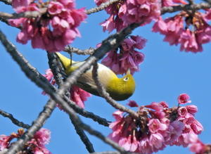 春のおとづれ　寒緋桜とメジロ 　その３ - 私の鳥撮り散歩