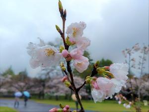 飯能の桜 - mofmof倶楽部