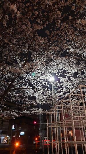 公園夜桜 - 京都ときどき沖縄ところにより気まぐれ
